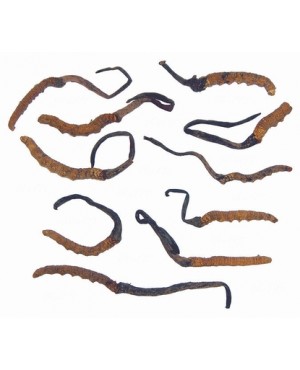 Cordyceps sinensis 